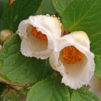 夏つばき①