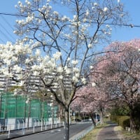フリージア、紅梅に白木蓮、土筆、大寒桜、近所の春のおとづれ！