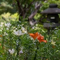 都心、初夏の彩り。