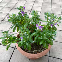 暑くても元気な花達