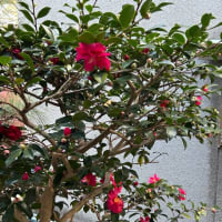 さざんかの花