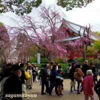 「東叡山寛永寺」伽藍の一つ「清水観音堂」