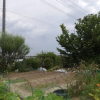 雨前に短時間作業終わらせました