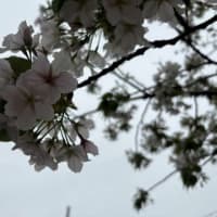 桜～。