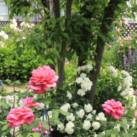 Open garden friends