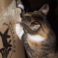 大好きだった新聞・段ボール箱の懐かしい想い出
