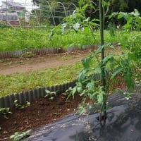 6月12日・トマトわき芽かき！
