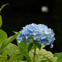 緑に惹かれ