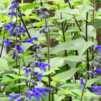 「さがみの仲良し小道」で紫色の花穂が美しい「メドーセージ」が！！