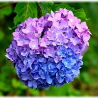 普門寺の紫陽花「岡山県真庭市田原山上」