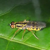 ハキナガミズアブの♂と♀