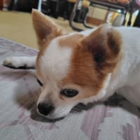 蓮ちゃんナナちゃん美容院へ