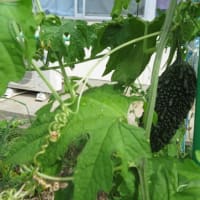 「真夏の到来～１学期終了間近～」