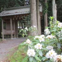 パンダが行ってしまいます・・・