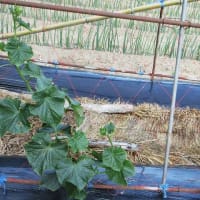 夏秋キュウリはしっかり摘花し２本仕立てに誘引