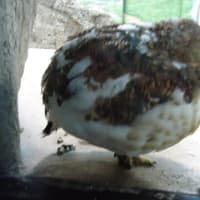 子どもの日に動物園