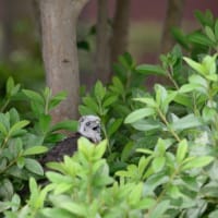 心に残る情景*「鳥景」見沼の小さな森、ツミの家族