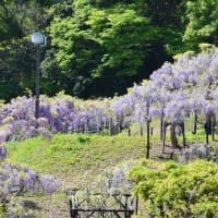 4月　横須賀菖蒲園・大楠山登山口の新緑（雨天中止）