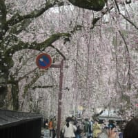 角館の桜を見に行く　