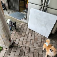 ポメラニアン来ました