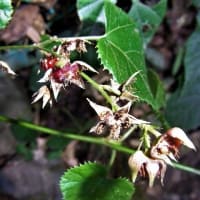 ミヤマフユイチゴ（深山冬苺）とアサギマダラの幼虫とキジョランの葉を食べた痕と俳句