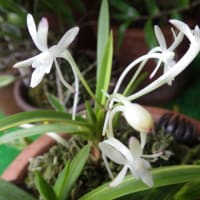 しをり戸　　　「７月」