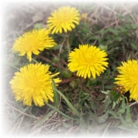 春の花の競演