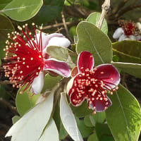 フェイジョアの花