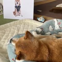 柴フェスの写真
