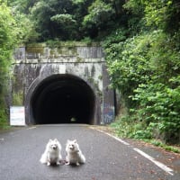 行き着いたところは旧本坂トンネル