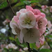 春の木の花いろいろ～京都府立植物園2024/4上旬（4）