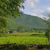 朝方は涼しいですが・・・