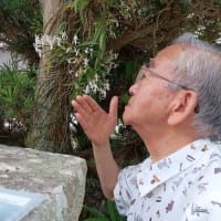 ♪　槙の木に、生前の夫が慈しんで着生させた風蘭が、見事な花と甘い香りを撒き散らす