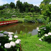 かざはやの里の紫陽花