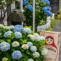 四葩の頃【長谷/扇ガ谷】長谷の街角から扇ガ谷へ紫陽花散策