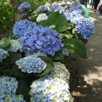 京都のあじさい寺 楊谷寺へ