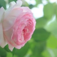 薔薇が綺麗です