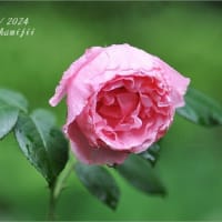 初夏の薔薇
