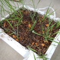 稲植え付け