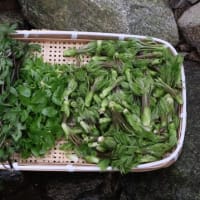 福岡で山菜採り。