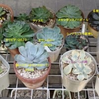 2025年初夏・100円多肉植物・備忘録②