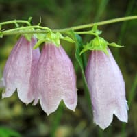 合歓の木の花と山紫陽花と万葉集。ヒロオビトンボエダシャクの交尾。キバネツノトンボが孵化。恋がかなう玉虫が飛来（妻女山里山通信）