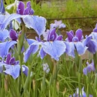 リハビリは嘘をつかない～東村山市：北山公園菖蒲田～