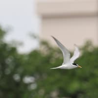 大きな沼のコアジサシ等