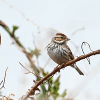 コホオアカ