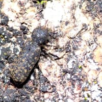 セマダラナガシンクイ