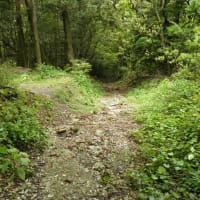 ヤマツツジの隠居岳