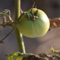 酷暑（残暑）雨が降らないので野菜が育たない(´；ω；`)ｳｯ…トマト