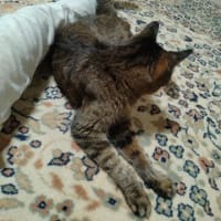 ◯◯◯で忙しいのだ