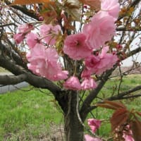 気づかないうちにウコン桜が満開に・・・
